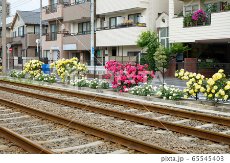 都電沿線のクリーム色のバラの花と線路 65545403