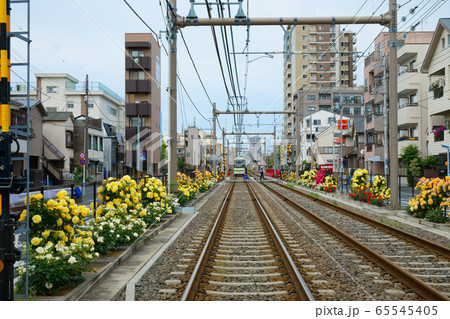 路面電車と沿線のカラフルなバラの花 65545405