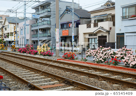 都電沿線のカラフルなバラの花と線路 65545409