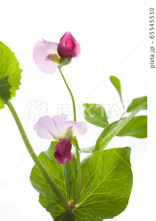 エンドウの花の写真素材