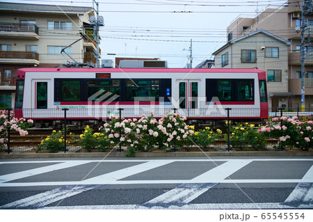 路面電車と沿線のカラフルなバラの花 65545554