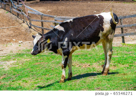 乳牛　愛知牧場　【愛知県】 65546271