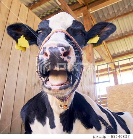 Agriculture animal sick. Cow portrait, beef meat. Milk kine. Ear tag and label Agriculture animal sick. Cow portrait, beef meat. Milk kine. Ear tag and label 65546337