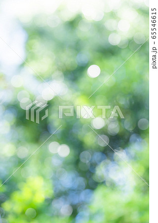 新緑 ぼかし 玉ボケ 新緑 ぼかし 玉ボケ 65546615