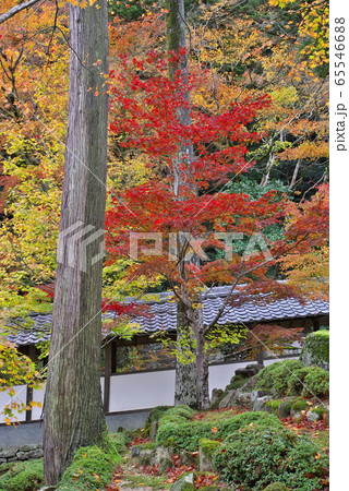 永源寺 紅葉 滋賀 永源寺 紅葉 滋賀 65546688