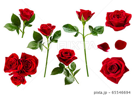 赤いバラ　切り抜き　セット素材 65546694