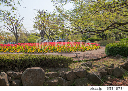 大宮花の丘農林公苑 春 花壇 さいたま市の写真素材