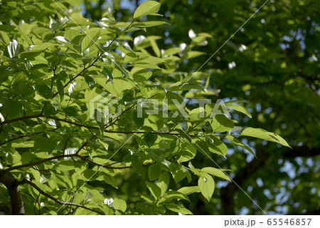 新緑の風景 65546857
