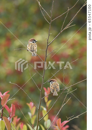 スズメ2羽 65547100