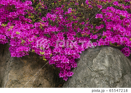 ツツジ ジクタン滝 漢灘江 65547218