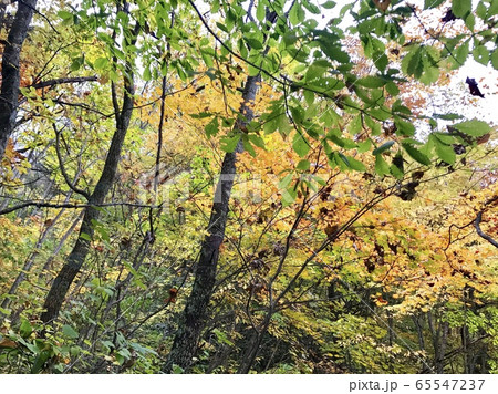 色づき始め山の葉 色づき始め山の葉 65547237