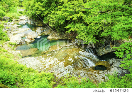 新緑の四万川渓谷 65547426