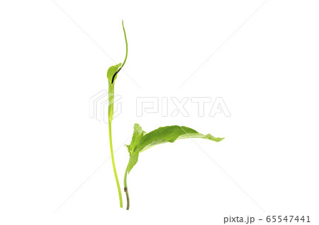 カラスビシャク カラスビシャク 65547441