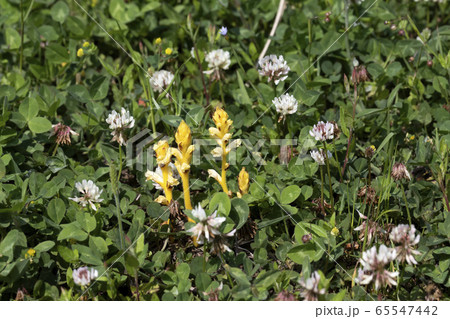 キバナヤセウツボ 65547442