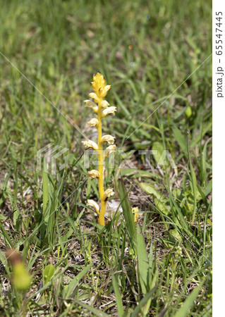 キバナヤセウツボ 65547445