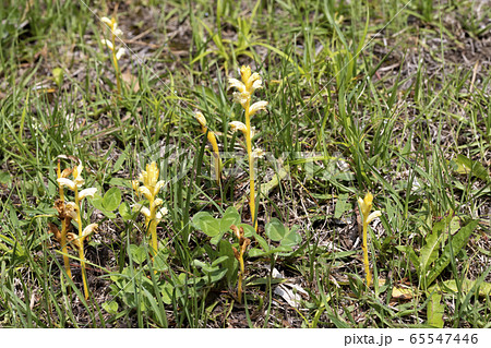 キバナヤセウツボ 65547446