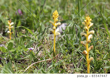 キバナヤセウツボ キバナヤセウツボ 65547447