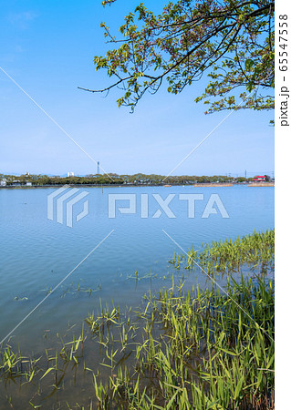 伊佐沼 　春　景色　埼玉県川越市 65547558