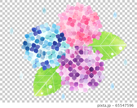 繡球花23繡球花 65547596