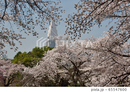 都会の桜 都会の桜 65547600