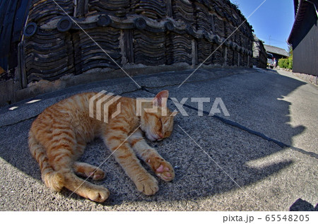 佐久島の風景 65548205