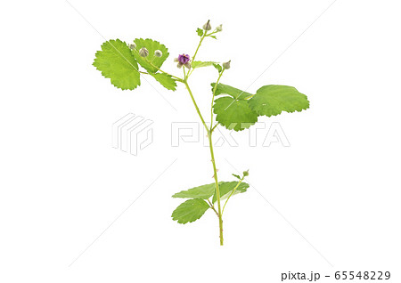 ナワシロイチゴ 65548229