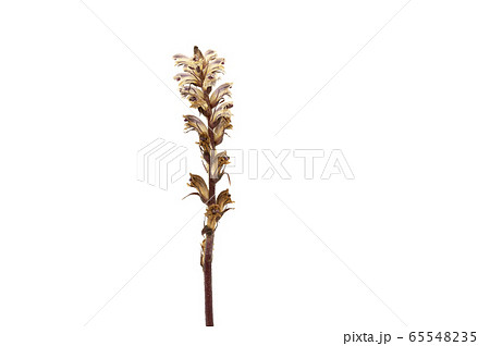 ヤセウツボ 65548235