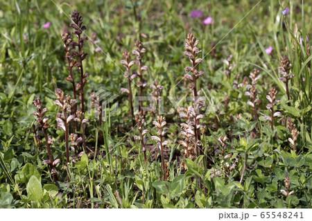 ヤセウツボ 65548241