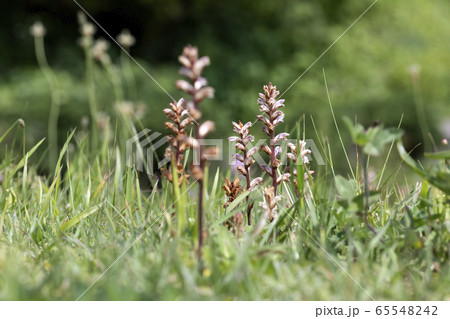 ヤセウツボ 65548242