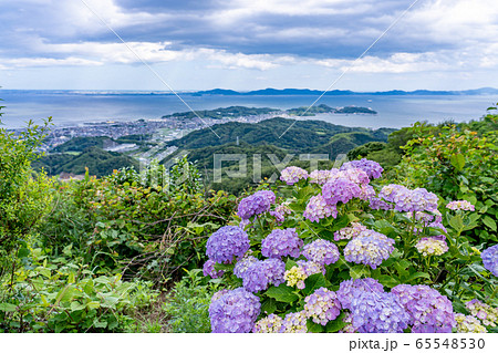 愛知県 三ヶ根山からの眺め 初夏の三河湾 あじさい 愛知県 三ヶ根山からの眺め 初夏の三河湾 あじさい 65548530