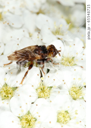 生き物 昆虫 マダラメバエ、春に花でよく見かけるハエ。名前の通り上