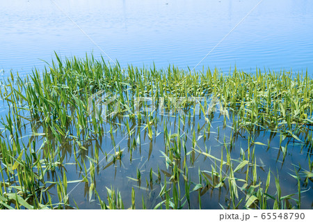 伊佐沼 春 景色 埼玉県川越市 伊佐沼 春 景色 埼玉県川越市 65548790