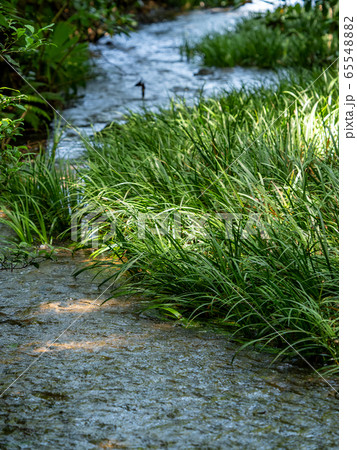 南沢緑地の豊かな湧水群の景色(東久留米市) 東京の名湧水57選 南沢緑地の豊かな湧水群の景色(東久留米市) 東京の名湧水57選 65548882