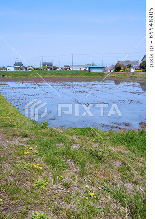 伊佐沼付近 　春　景色　埼玉県川越市 65548905