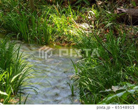 南沢緑地の豊かな湧水群の景色(東久留米市) 東京の名湧水57選 南沢緑地の豊かな湧水群の景色(東久留米市) 東京の名湧水57選 65548915