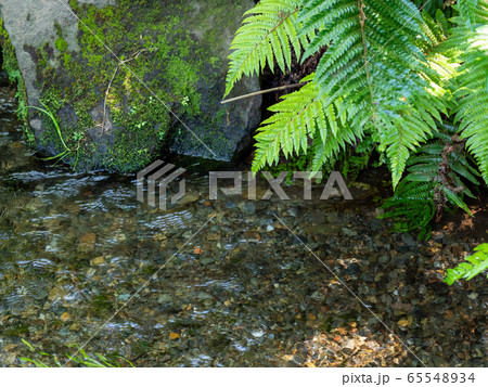 南沢緑地の豊かな湧水群の景色（東久留米市）　東京の名湧水57選 65548934