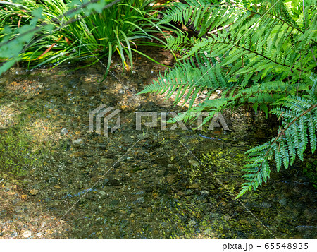 南沢緑地の豊かな湧水群の景色（東久留米市）　東京の名湧水57選 65548935