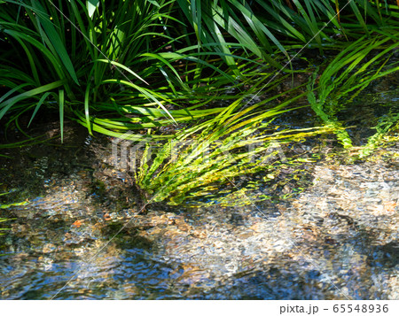南沢緑地の豊かな湧水群の景色（東久留米市）　東京の名湧水57選 65548936