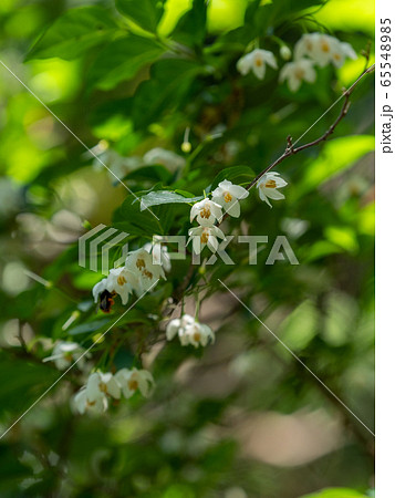 初夏 エゴの木の可愛い白い花の写真素材