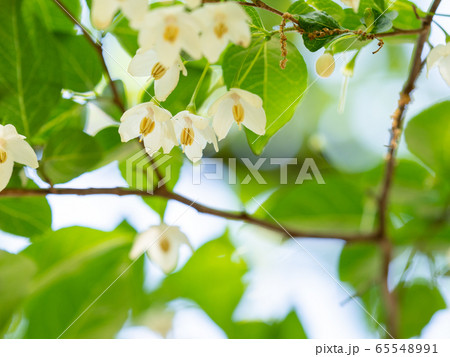 初夏 エゴの木の可愛い白い花の写真素材