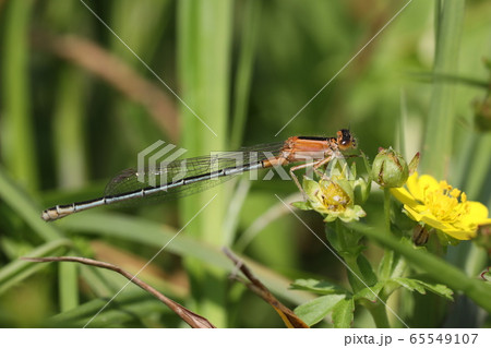 アオモンイトトンボ♀ アオモンイトトンボ♀ 65549107