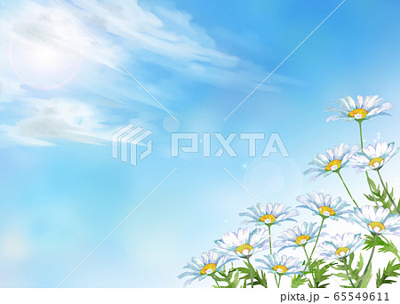 シャスターデージー水彩画 シャスターデージー水彩画 65549611