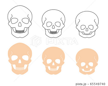 Human skeleton anatomy Human skeleton anatomy 65549740