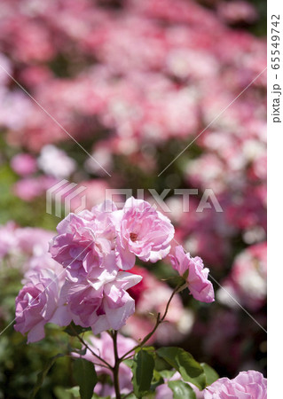 薔薇 薔薇 65549742