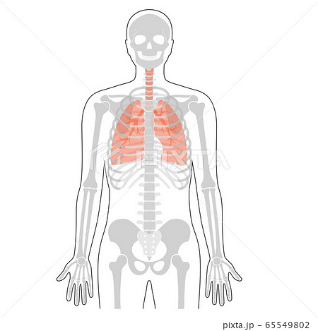 Human Skeleton Anatomy のイラスト素材