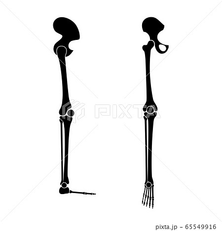 Human leg bones anatomy. 65549916