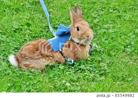 うさぎ 65549982