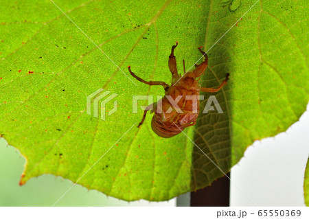 キゥイの空蝉 キゥイの空蝉 65550369