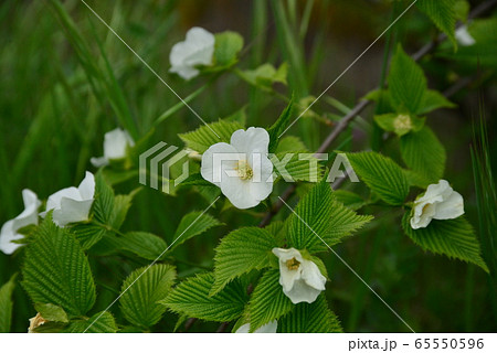 白山吹の花 白山吹の花 65550596