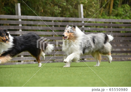 ドッグランで遊ぶラフコリー ドッグランで遊ぶラフコリー 65550980